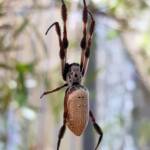 Australian Golden Orb Weaver (Trichonephila edulis), Alice Springs NT