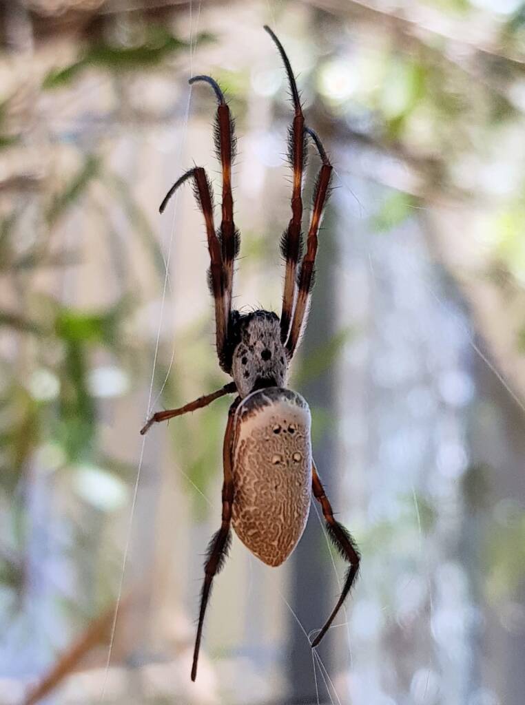 Australian Golden Orb Weaver (Trichonephila edulis), Alice Springs NT