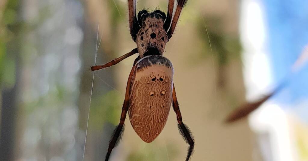 Australian Golden Orb Weaver (Trichonephila edulis), Alice Springs NT