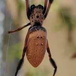 Australian Golden Orb Weaver (Trichonephila edulis), Alice Springs NT