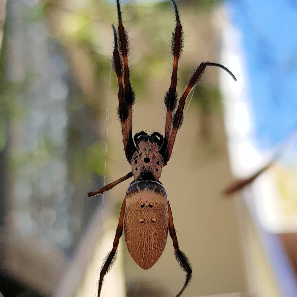 Australian Golden Orb Weaver (Trichonephila edulis), Alice Springs NT