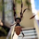 Australian Golden Orb Weaver (Trichonephila edulis), Alice Springs NT