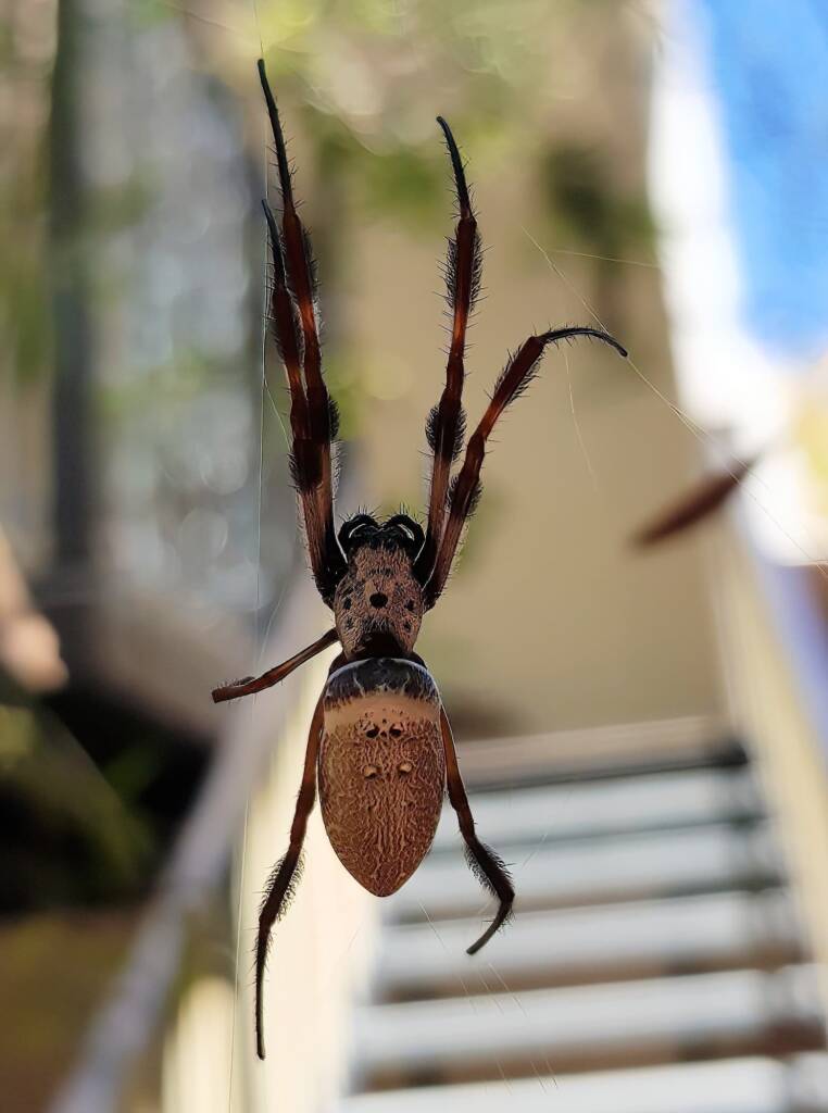 Australian Golden Orb Weaver (Trichonephila edulis), Alice Springs NT