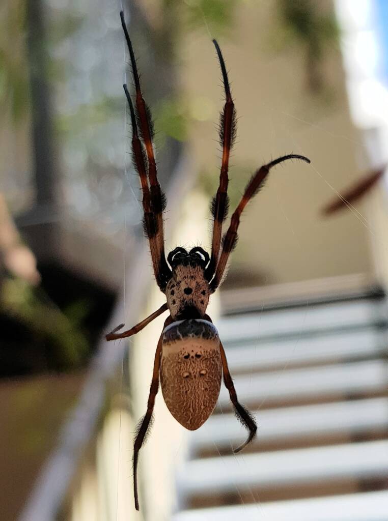 Australian Golden Orb Weaver (Trichonephila edulis), Alice Springs NT