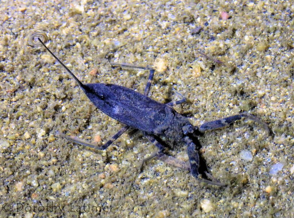 Water Scorpion (Laccotrephes tristis), Simpsons Gap, NT