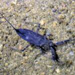 Water Scorpion (Laccotrephes tristis), Simpsons Gap, NT