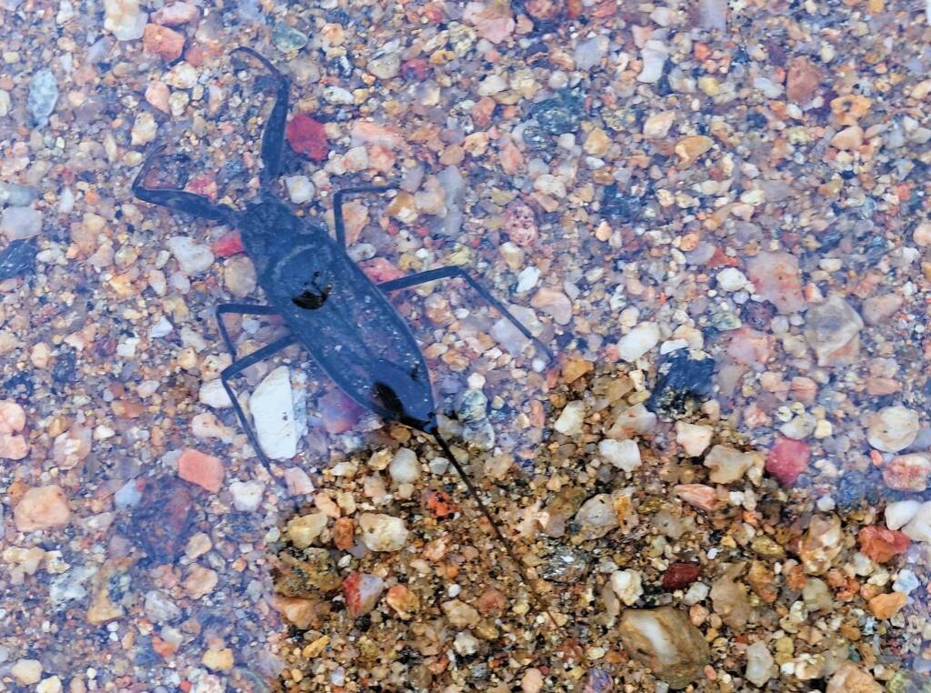 Water Scorpion (Laccotrephes tristis), Simpsons Gap, NT