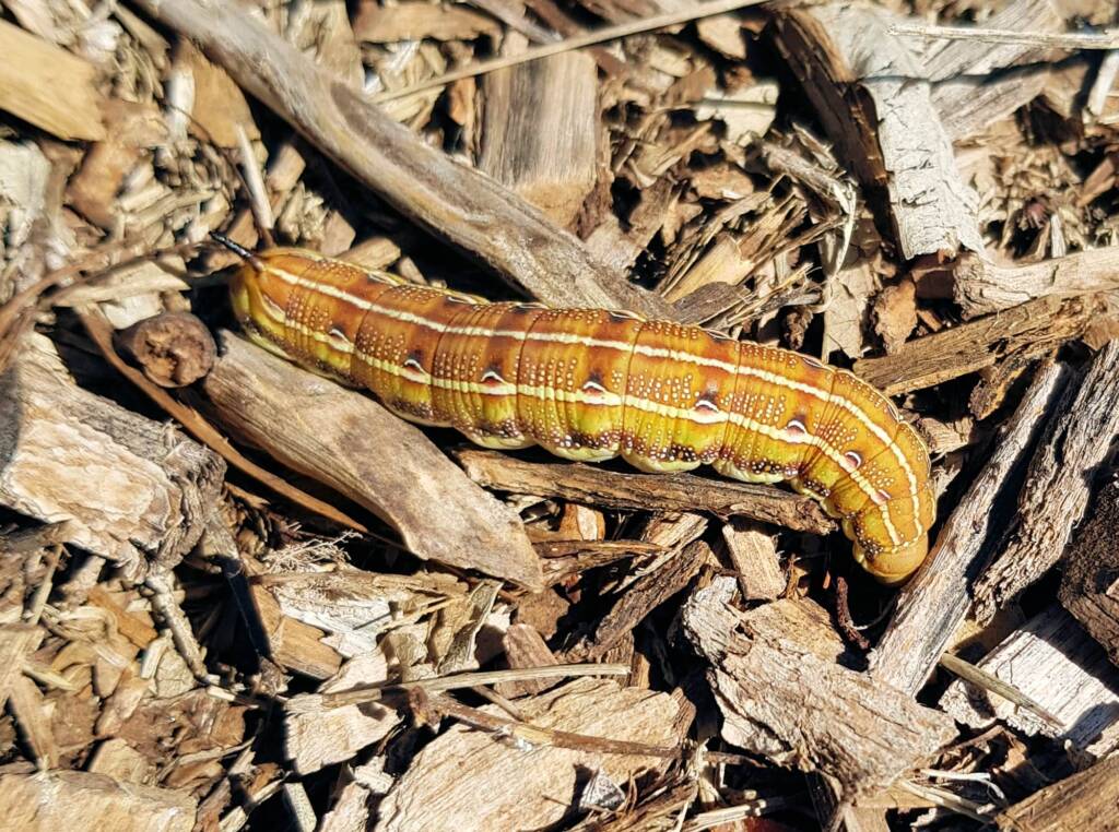 Yeperenye / Yipirinya Caterpillar, Alice Springs, NT