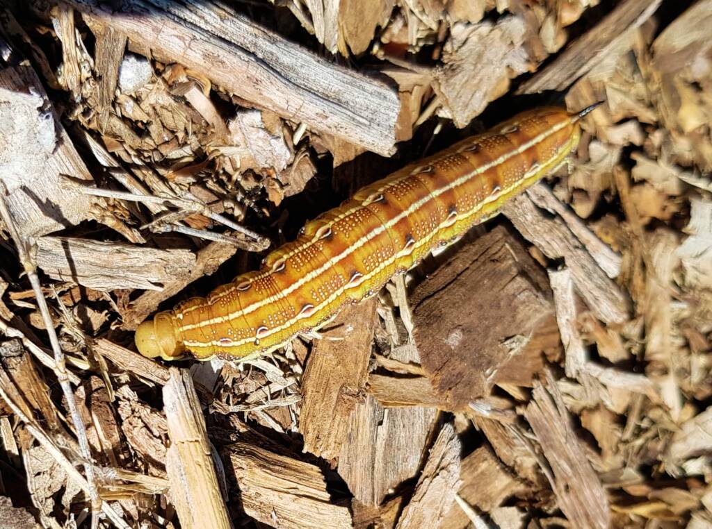 Yeperenye / Yipirinya Caterpillar, Alice Springs, NT