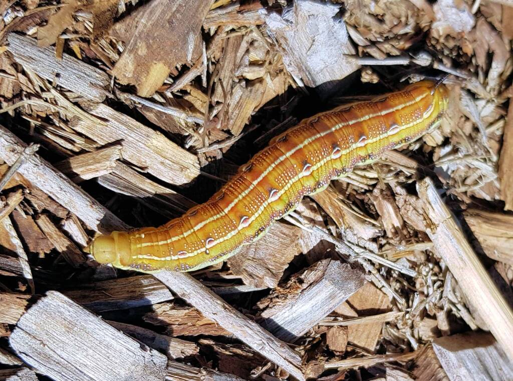 Yeperenye / Yipirinya Caterpillar, Alice Springs, NT