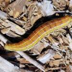 Yeperenye / Yipirinya Caterpillar, Alice Springs, NT