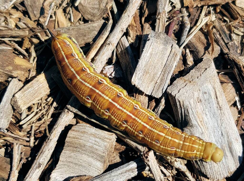 Yeperenye / Yipirinya Caterpillar, Alice Springs, NT