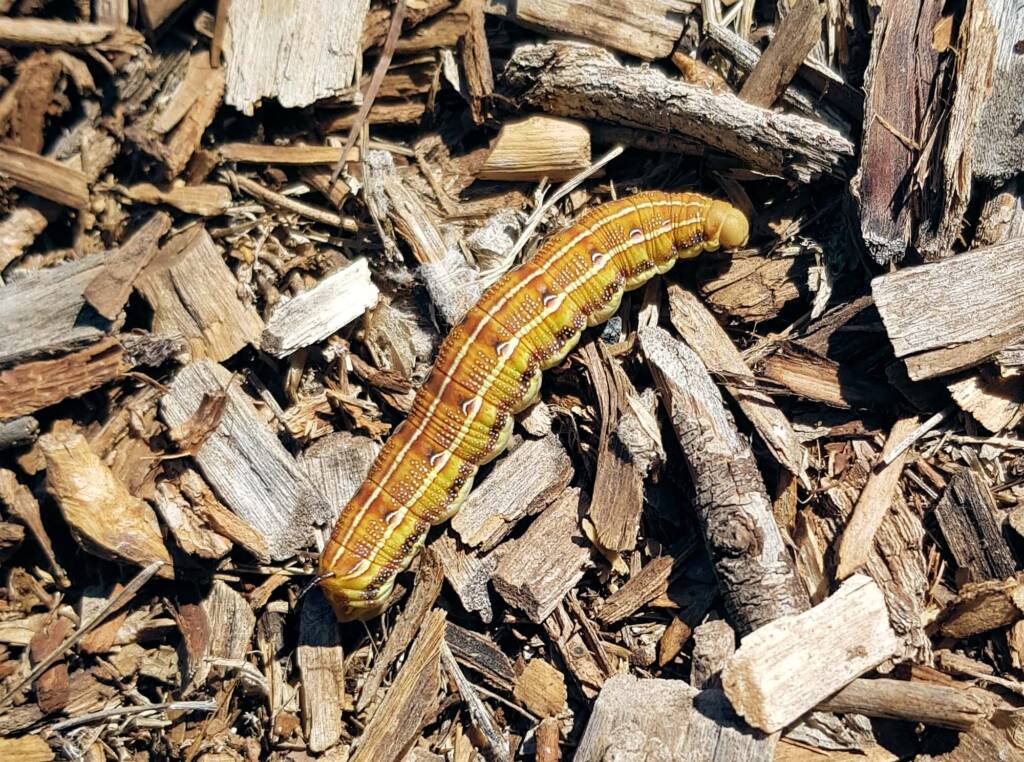 Yeperenye / Yipirinya Caterpillar, Alice Springs, NT