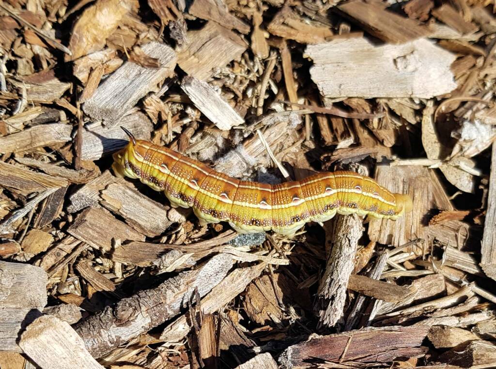 Yeperenye / Yipirinya Caterpillar, Alice Springs, NT