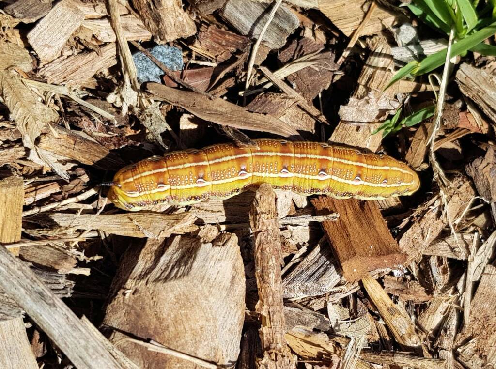 Yeperenye / Yipirinya Caterpillar, Alice Springs, NT