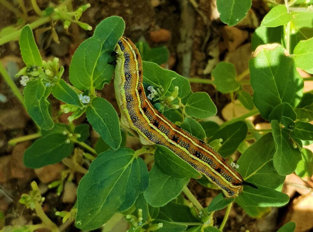 Yeperenye / Yipirinya Caterpillar, Alice Springs, NT
