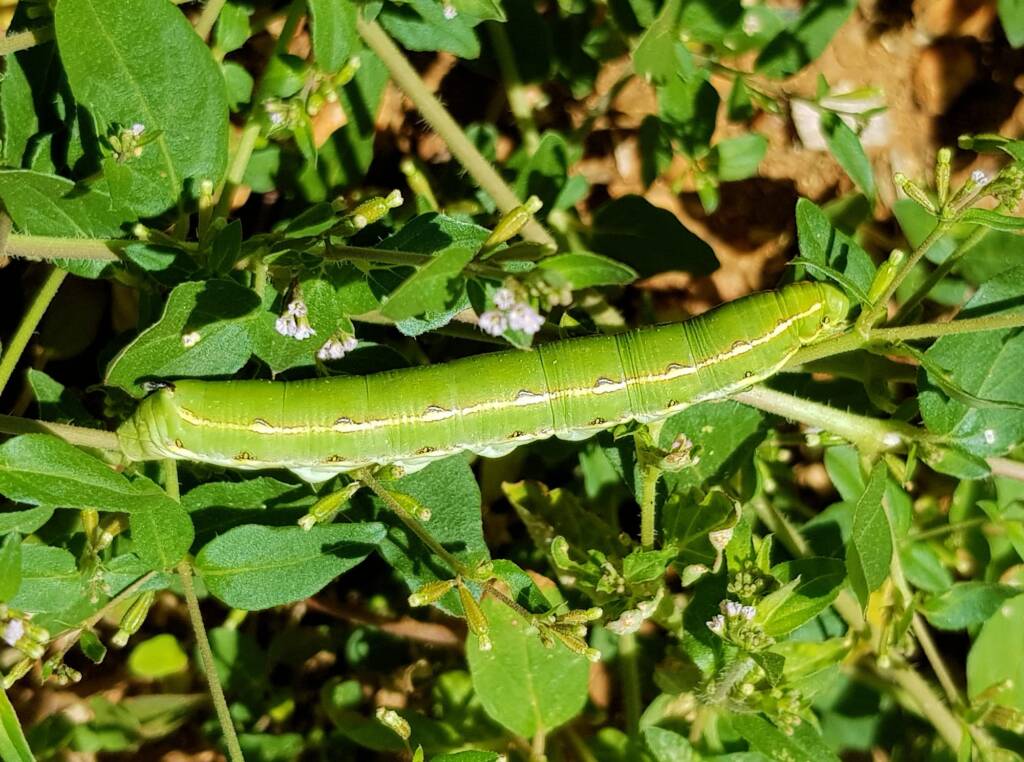 Yeperenye / Yipirinya Caterpillar, Alice Springs, NT