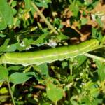 Yeperenye / Yipirinya Caterpillar, Alice Springs, NT