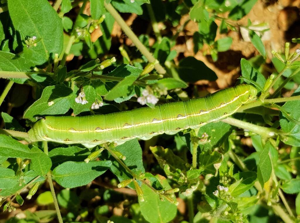 Yeperenye / Yipirinya Caterpillar, Alice Springs, NT