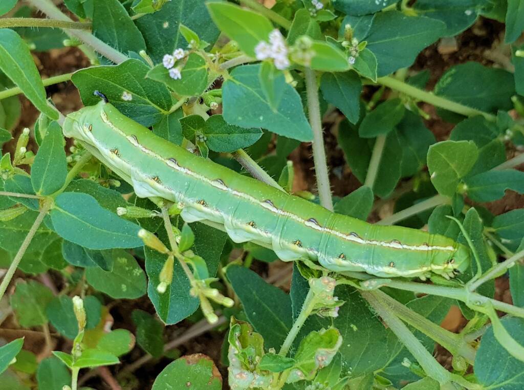 Yeperenye / Yipirinya Caterpillar, Alice Springs, NT