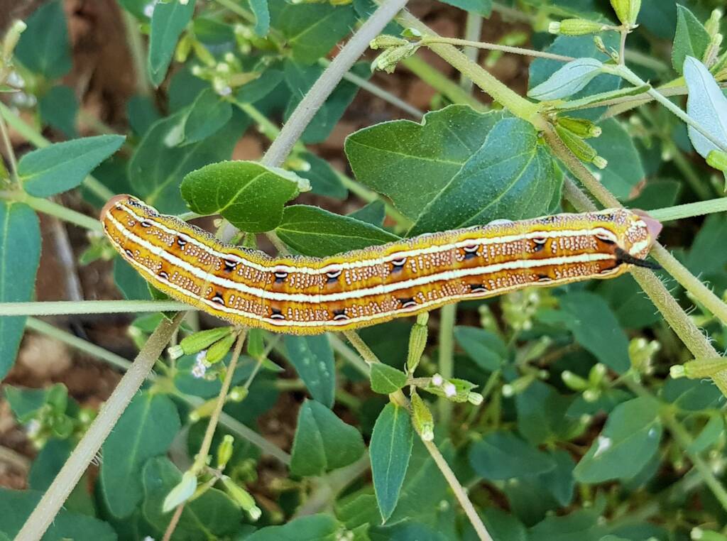 Yeperenye / Yipirinya Caterpillar, Alice Springs, NT