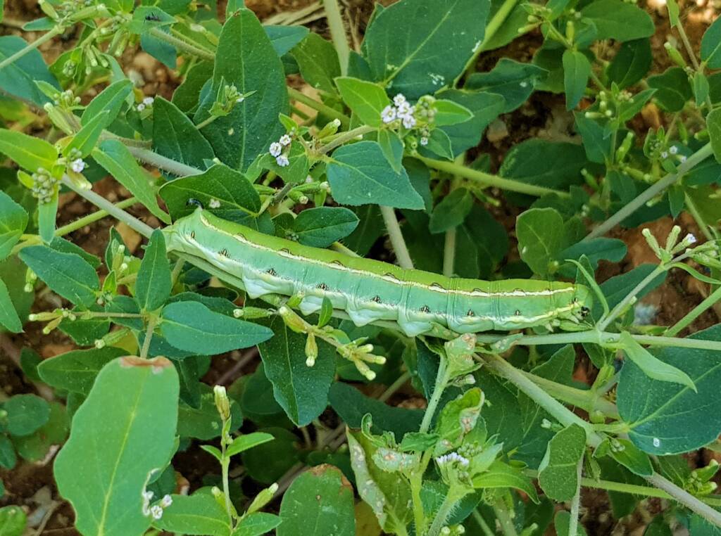 Yeperenye / Yipirinya Caterpillar, Alice Springs, NT