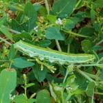 Yeperenye / Yipirinya Caterpillar, Alice Springs, NT