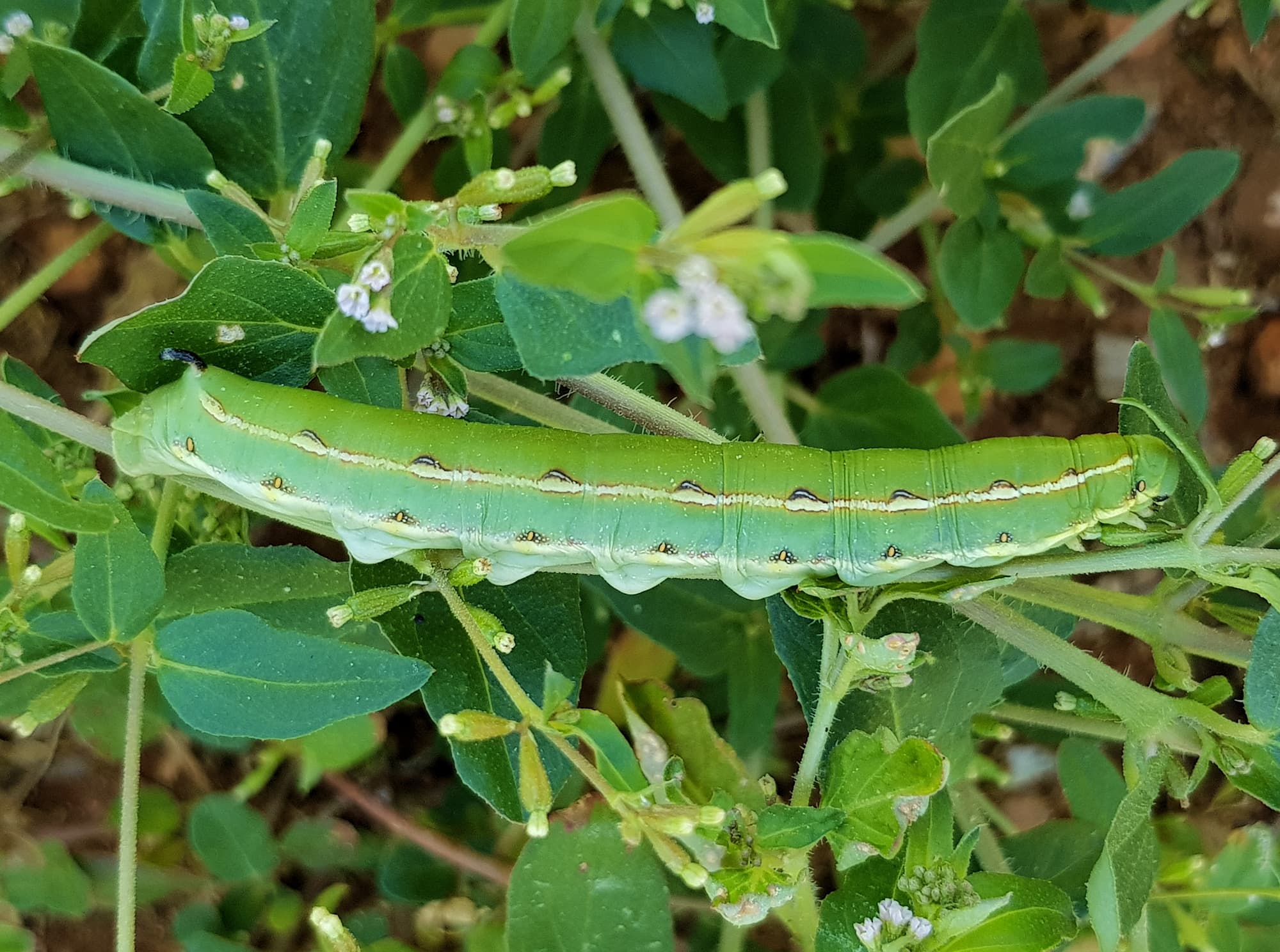 Yeperenye / Yipirinya Caterpillar, Alice Springs, NT
