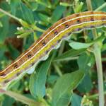 Yeperenye / Yipirinya Caterpillar, Alice Springs, NT