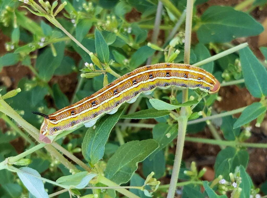 Yeperenye / Yipirinya Caterpillar, Alice Springs, NT