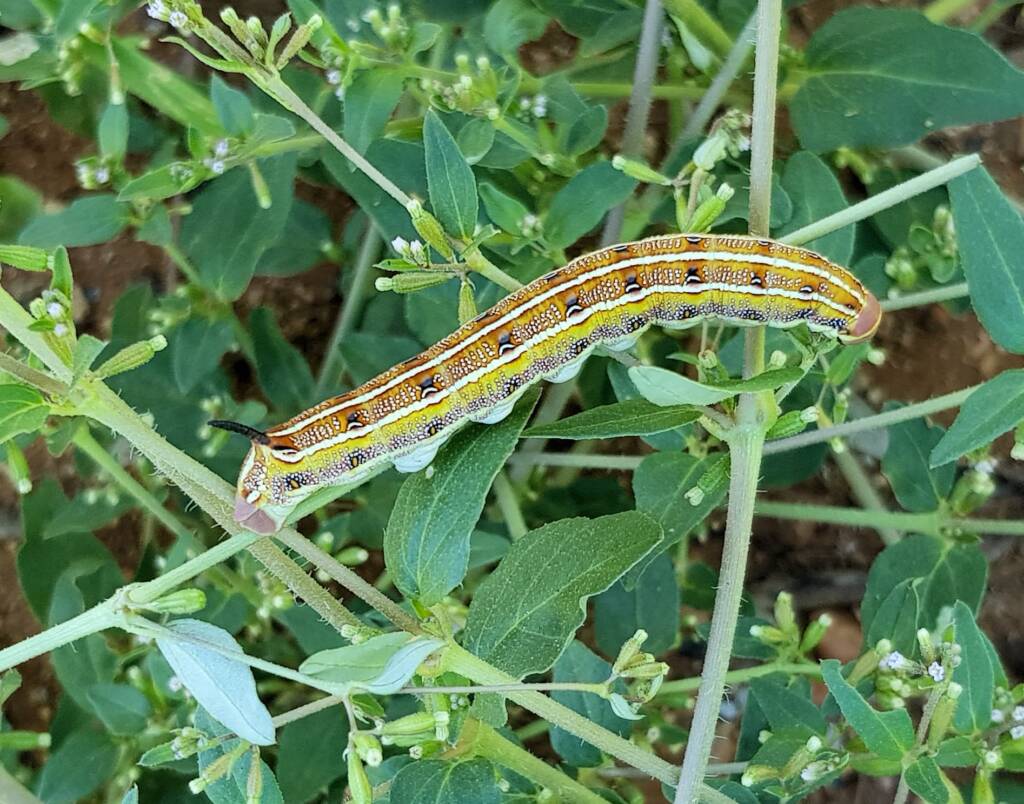 Yeperenye / Yipirinya Caterpillar, Alice Springs, NT