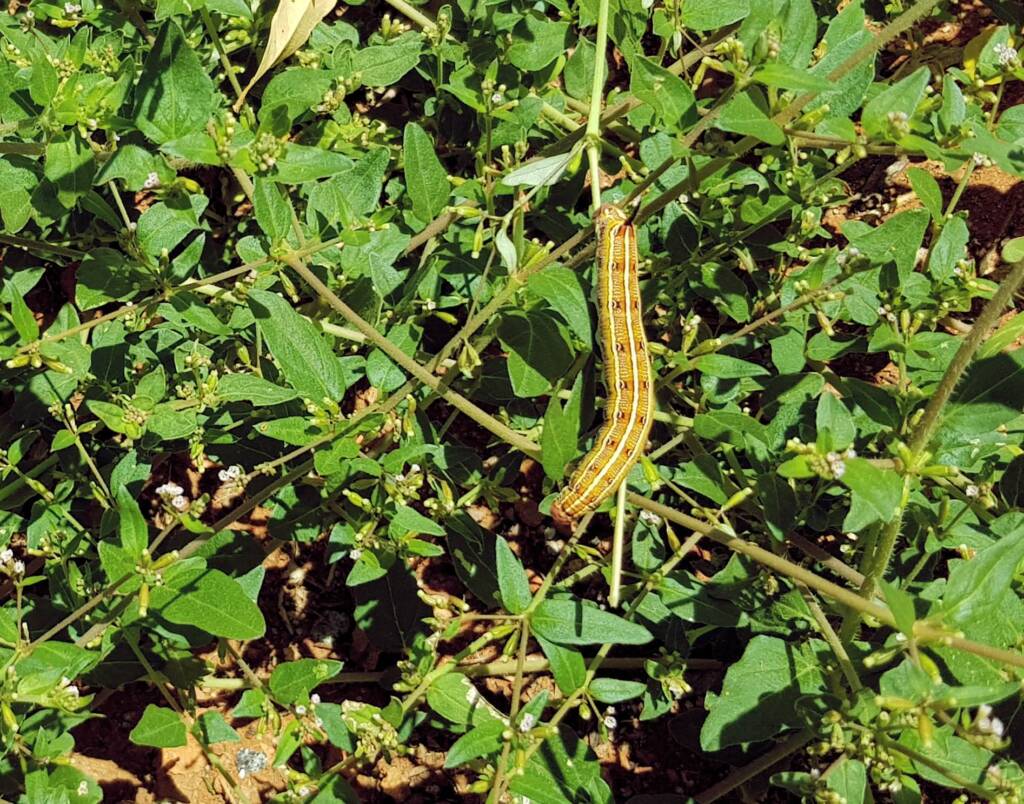 Yeperenye / Yipirinya Caterpillar, Alice Springs, NT