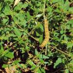Yeperenye / Yipirinya Caterpillar, Alice Springs, NT