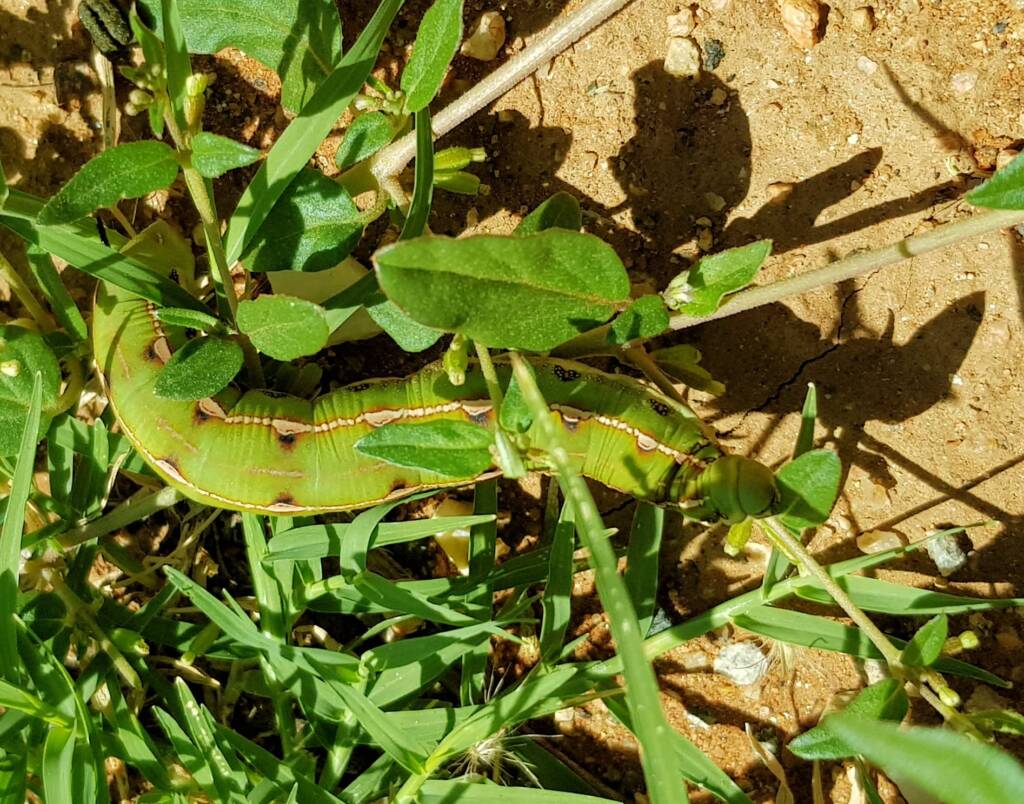 Yeperenye / Yipirinya Caterpillar, Alice Springs, NT
