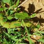 Yeperenye / Yipirinya Caterpillar, Alice Springs, NT