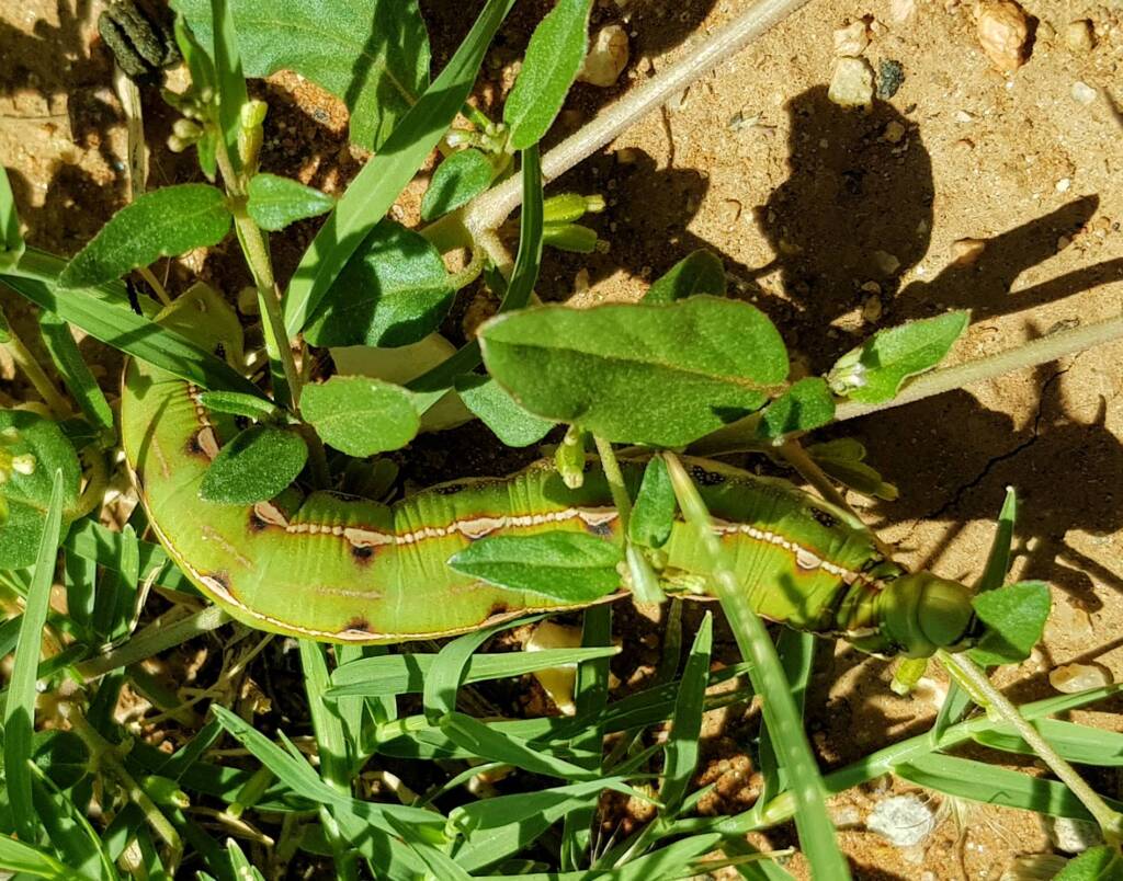 Yeperenye / Yipirinya Caterpillar, Alice Springs, NT