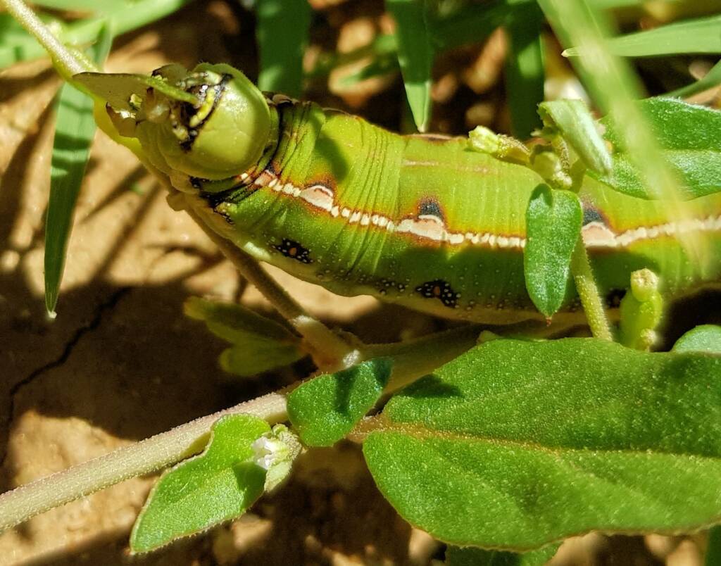 Yeperenye / Yipirinya Caterpillar, Alice Springs, NT