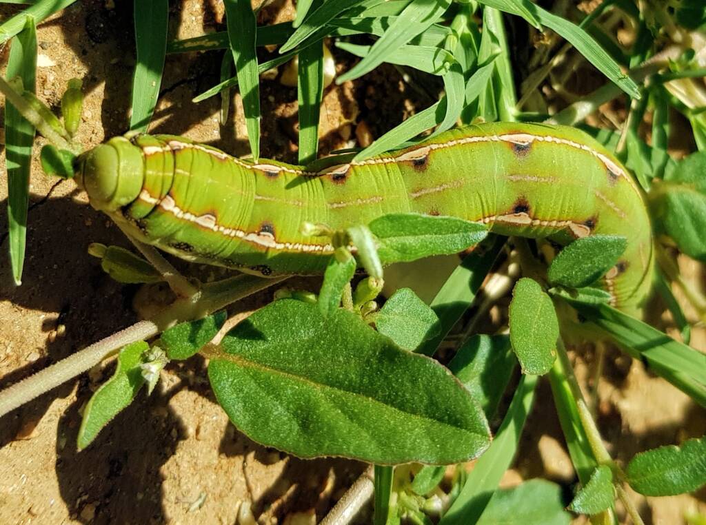 Yeperenye / Yipirinya Caterpillar, Alice Springs, NT