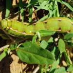 Yeperenye / Yipirinya Caterpillar, Alice Springs, NT