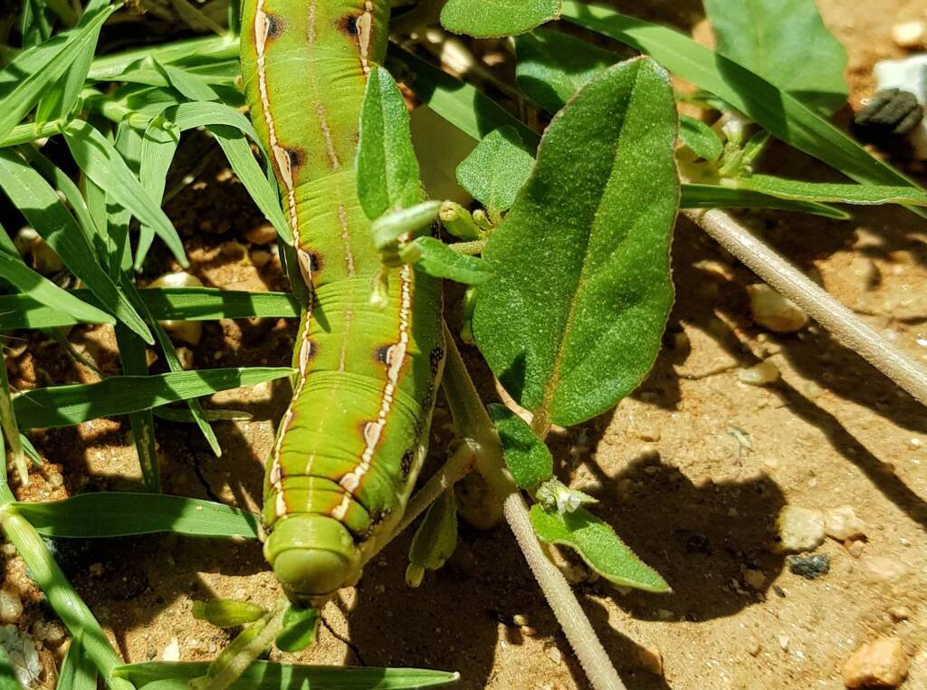 Yeperenye / Yipirinya Caterpillar, Alice Springs, NT