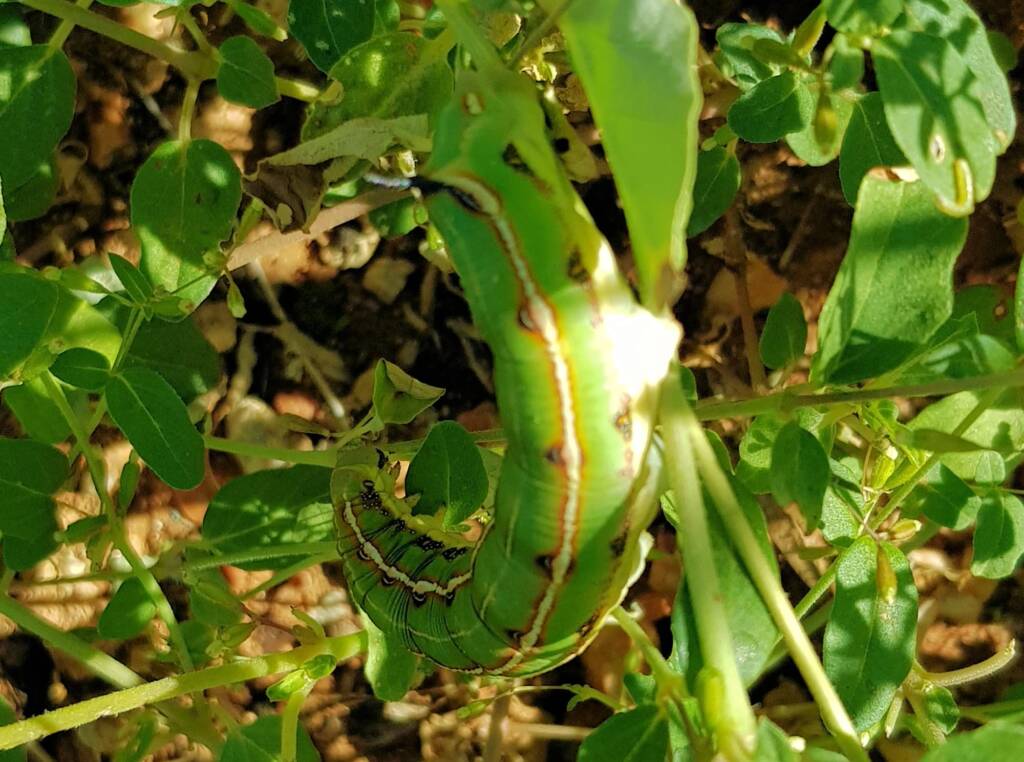 Yeperenye / Yipirinya Caterpillar, Alice Springs, NT
