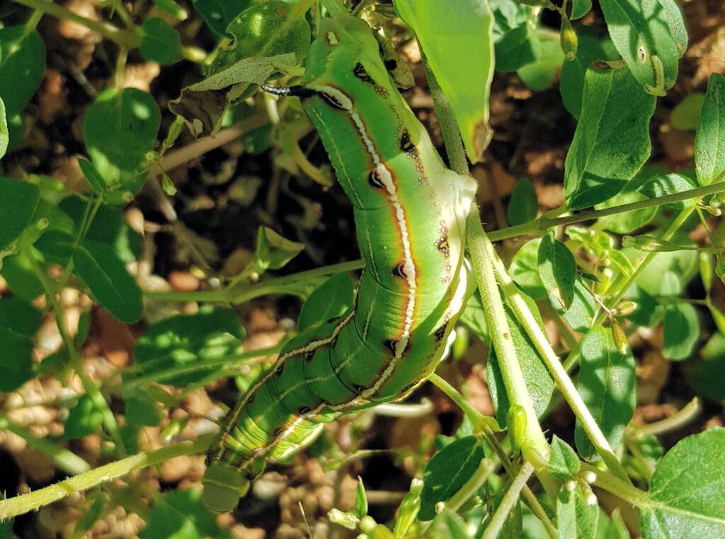 Yeperenye / Yipirinya Caterpillar, Alice Springs, NT
