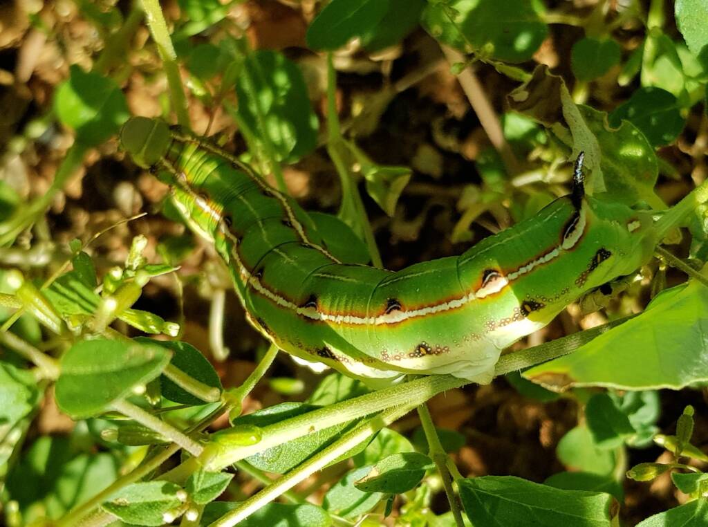 Yeperenye / Yipirinya Caterpillar, Alice Springs, NT