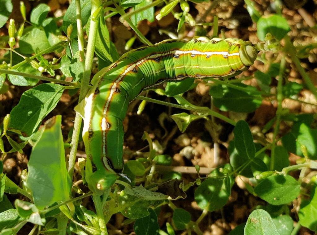 Yeperenye / Yipirinya Caterpillar, Alice Springs, NT