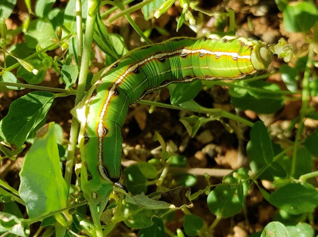Yeperenye / Yipirinya Caterpillar, Alice Springs, NT