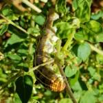 Yeperenye / Yipirinya Caterpillar, Alice Springs, NT