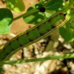 Yeperenye / Yipirinya Caterpillar, Alice Springs, NT
