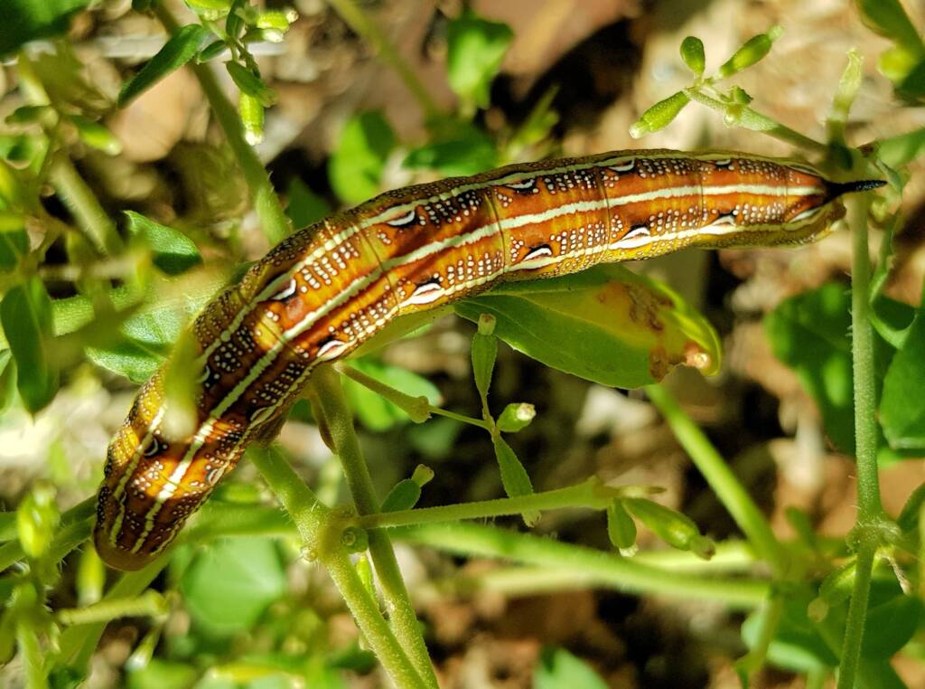 Yeperenye / Yipirinya Caterpillar, Alice Springs, NT
