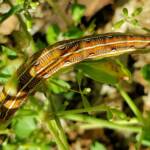 Yeperenye / Yipirinya Caterpillar, Alice Springs, NT