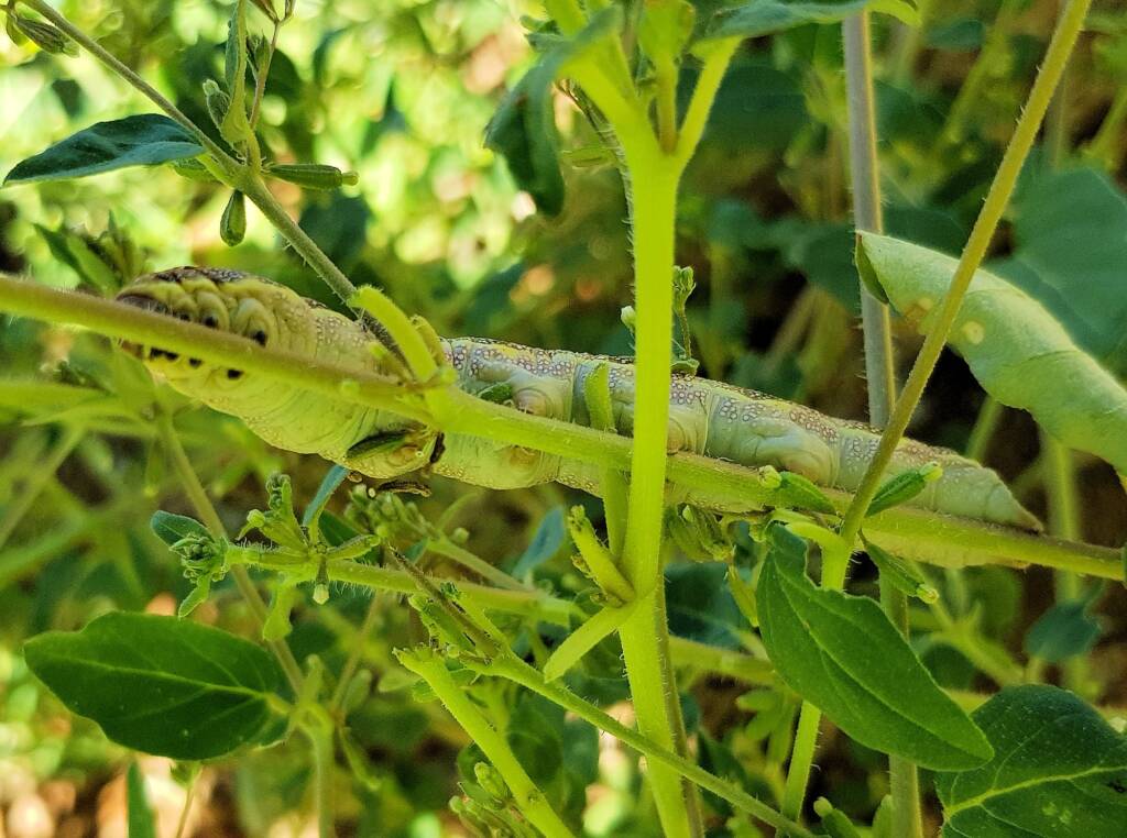 Yeperenye / Yipirinya Caterpillar, Alice Springs, NT